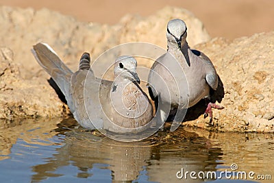 Cape turtle doves Stock Photo