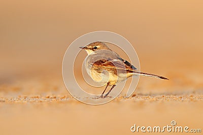 Cape Wagtail, Motacilla capensis, on the sand beach. Bird in the evening light, Walvis Bay, Namibia in Africa. Wildlife scene from Stock Photo