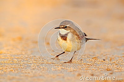 Cape Wagtail, Motacilla capensis, on the sand beach. Bird in the evening light, Walvis Bay, Namibia in Africa. Wildlife scene from Stock Photo