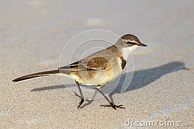 Cape wagtail Stock Photo