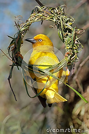 A male Cape weaver building a nest, South Africa Stock Photo