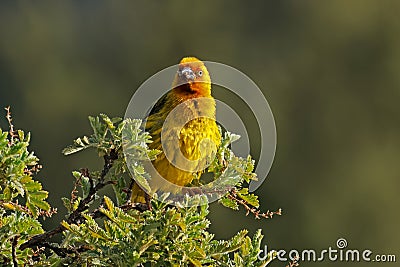 A male Cape weaver perched on a branch, South Africa Stock Photo