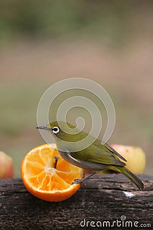 Cape White Eye Bird Stock Photo