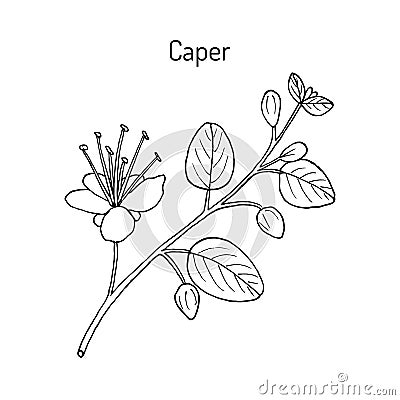 Caper bush Capparis spinosa , or Flinders rose, eatable plant Vector Illustration