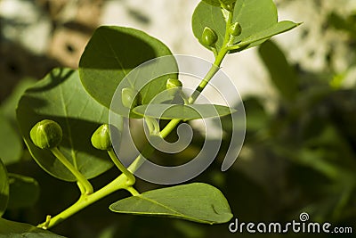 Caper (Capparis spinosa) Stock Photo