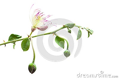 Caper plant. Capparis spinosa on white background Stock Photo