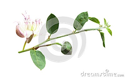 Caper plant on white. Capparis spinosa branch Stock Photo