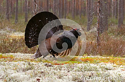 Capercaillie Stock Photo