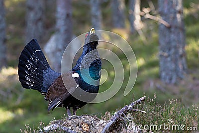 Capercaillie Tetrao urogallus adult male display Stock Photo