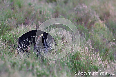 Capercaillie Tetrao urogallus adult male display Stock Photo