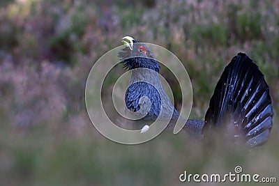 Capercaillie Tetrao urogallus adult male display Stock Photo