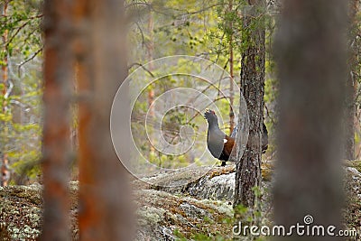 Capercaillie, Tetrao urogallus, on the mossy stone in pine tree forest, nature habitat from Sweden. Dark bird Western Capercaillie Stock Photo