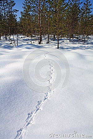 Capercaillie trace Stock Photo