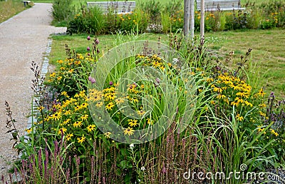 Capes on stalks 5 to 20 cm long Tubular bisexual flowers in a convex, hemispherical target of a flower bed Infertile lingual Stock Photo