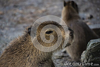 Capibara is the biggest rat in the world. Native to South America Stock Photo