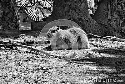 Capibara Largest Rodent on Earth Black and White Stock Photo