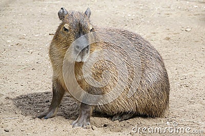 Capibara Stock Photo