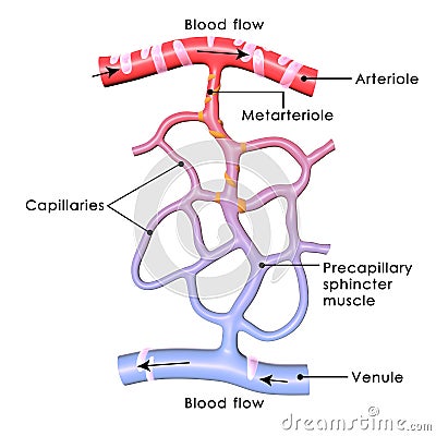 Steroid hormones signaling pathway