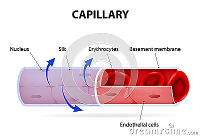 Capillary. blood vessel. labelled Vector Illustration