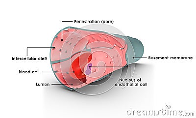 Capillary Labelled Stock Illustration - Image: 46887530