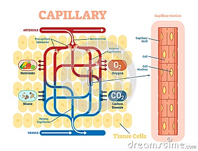 Capillary schematic, anatomical vector illustration diagram with blood flow. Vector Illustration