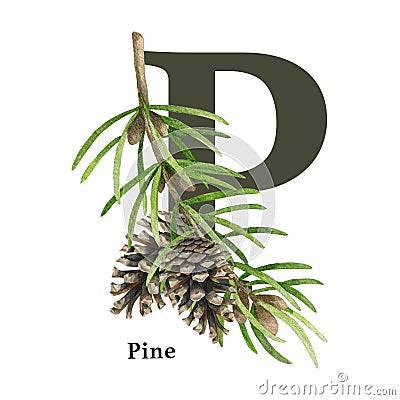 Capital letter P with pine branch decor. Watercolor illustration. Forest nature ABC alphabet font element. Wildlife Cartoon Illustration