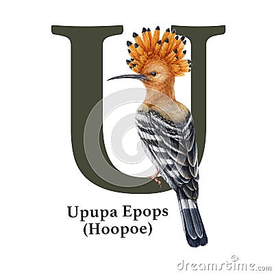 Capital letter U with Upupa bird decor. Watercolor illustration. Forest animal ABC alphabet font element. Wildlife Cartoon Illustration