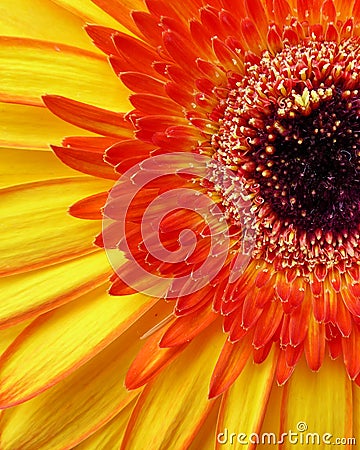 The capitulum of an orange Gerbera flower in macro view Stock Photo