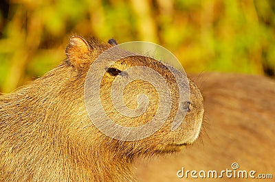 Capivara (Hydrochaeris hydrochaeris) Stock Photo