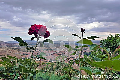 Cappadocia A beautiful scarlet rose blossomed on a thin stalk. Stock Photo