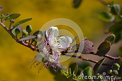 Capparis spinosa, caper bush flinders rose flower Stock Photo