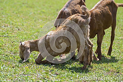 Capra aegagrus hircus Anglo-nubian goat funny farm animal with cool long ears and brown hair on pasture Stock Photo