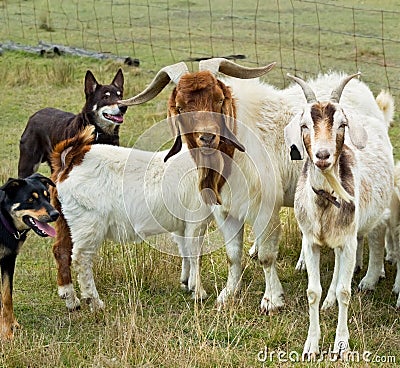 capre-con-i-kelpies-australiani-dei-cani-di-funzionamento-21374856