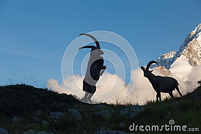 Capricorn Alpine Ibex Capra ibex Mountain Swiss Alps Mountain alps goats on rock on top of the hill silhouette Stock Photo