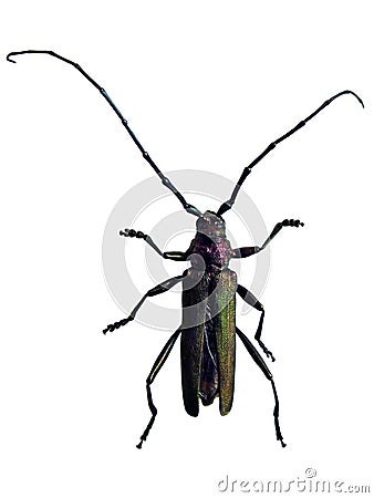 Capricorn beetle macro - big colorful beetle with long antennas isolated on white background - Cerambycidae family Stock Photo