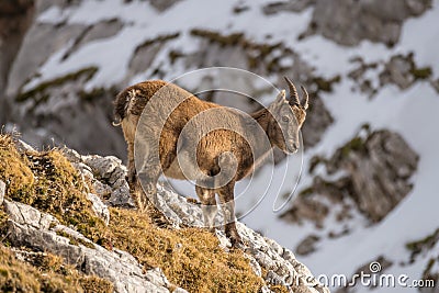 Capricorn in the Julian Alps Stock Photo