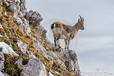 Capricorn in the Julian Alps Stock Photo