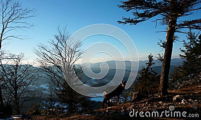 Capricorn standing next to tree at the edge of a huge and steep rock Stock Photo