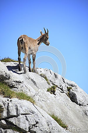 Capricorn is standing on the rock Stock Photo