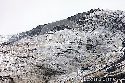 Capricorns on the mountainside in fog and snowfall Stock Photo