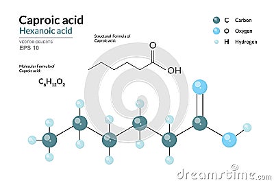 Caproic Acid. Hexanoic Acid. Structural Chemical Formula and 3d Model of Molecule. C6H12O2. Atoms with Color Coding. Vector Vector Illustration