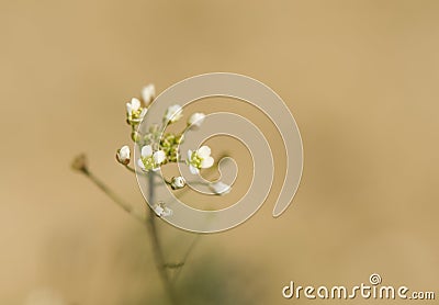 Capsella bursa pastoris Stock Photo