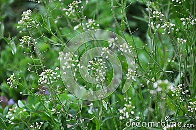 Capsella bursa-pastoris blooms in nature Stock Photo