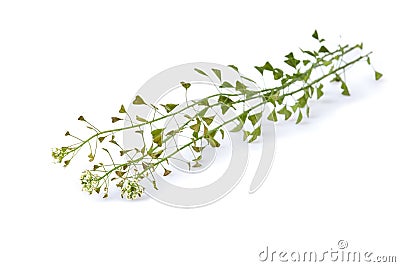 Capsella flower, Shepherd`s purse, Capsella bursa-pastoris Stock Photo