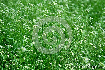 Capsella flowers on green nature blurred background on meadow. Bright wild flowers for herbal medicine. Medicinal herb Stock Photo