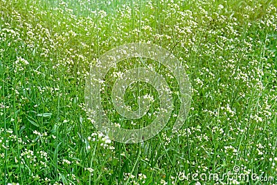 Capsella flowers on green nature blurred background on meadow in sunny day. Bright wild flowers for herbal medicine. Medicinal Stock Photo