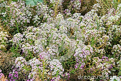 Capsella flowers on green nature blurred background on meadow in sunny day. Decorative flowers in springtime. Stock Photo