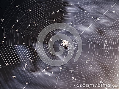 Captivating Abstract Spiderweb Photo with Insects - Stock Agencies' Hidden Gem Stock Photo