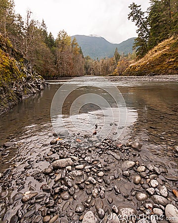 Tranquil Stream Flowing Through Forested Trail Stock Photo