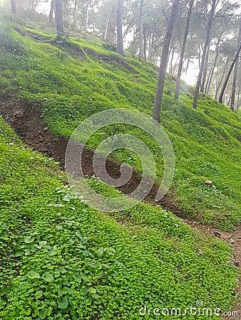 Captivating beauty of the picturesque mountain grass Stock Photo